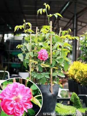 Cây Hoa Hồng Leo Tường Vi