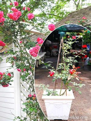 Chậu Cây Hoa Hồng Ngoại
