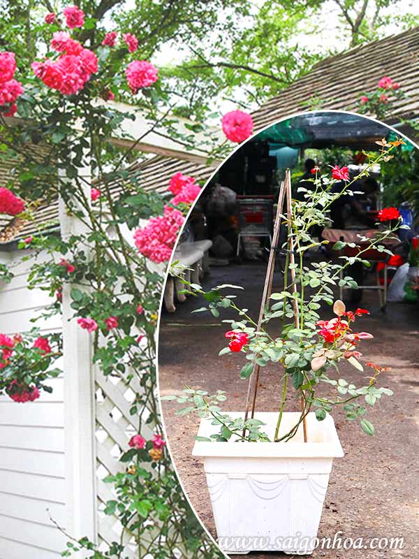 Chậu Cây Hoa Hồng Ngoại