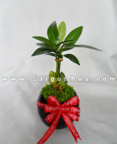 chau cay may man de ban