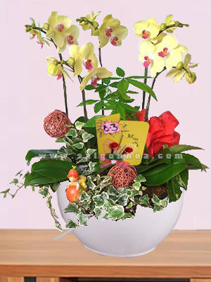 Hoa Lan Hồ Điệp Ngày 8-3