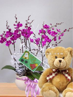 Hoa Lan Hồ Điệp Ngày Noel