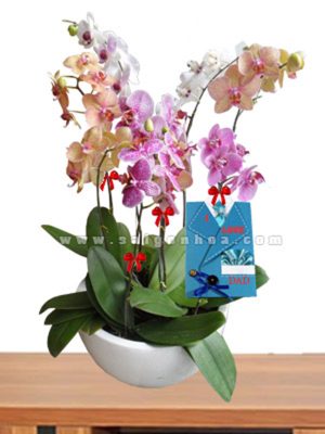 Hoa Lan Hồ Điệp Ngày Của Cha