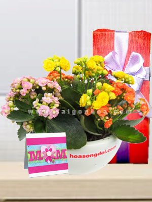 Hoa Sống Đời Ngày Của Mẹ
