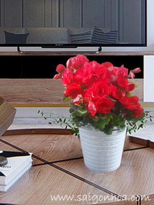 Hoa Thu Hải Đường Đỏ