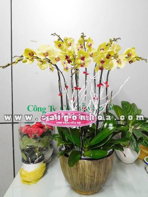 Chậu Lan Hồ Điệp 8 Cành