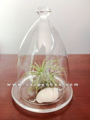 chau thuy tinh khong khi
