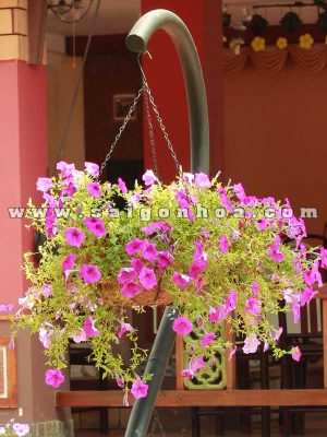 Hoa Dạ Yên Thảo Chậu Treo