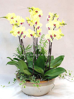 Hoa Lan Hồ Điệp Vàng Chậu 9 Cành