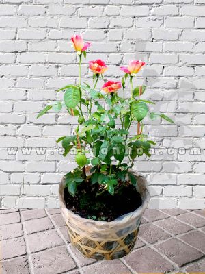 Cây Hoa Hồng Hai Da