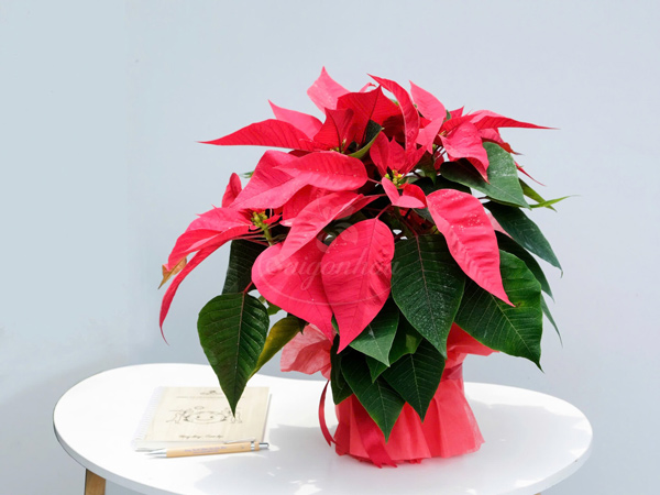 hoa-trạng-nguyên-quà-tặng-5