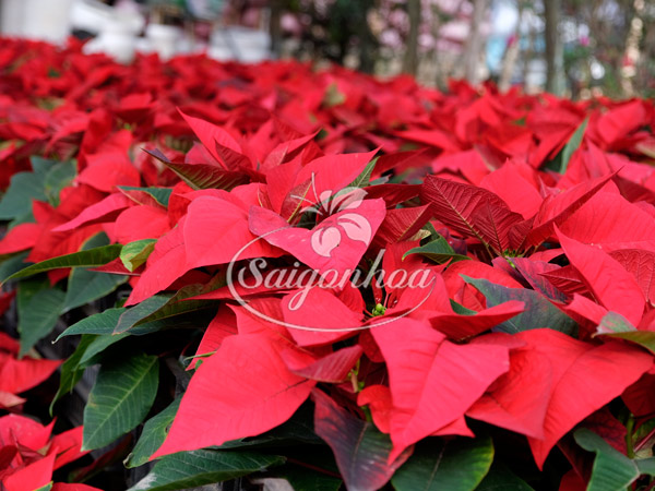 Hoa Trạng Nguyên Tết