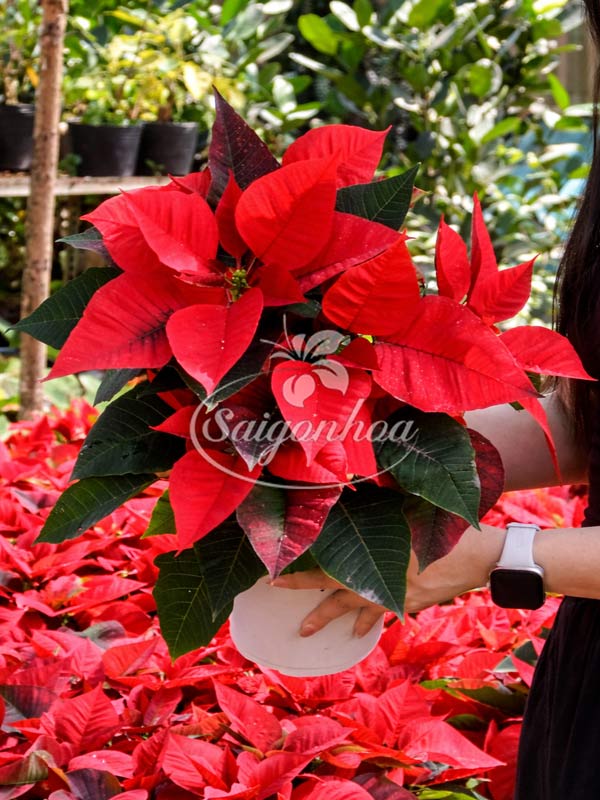 Hoa Trạng Nguyên Tết