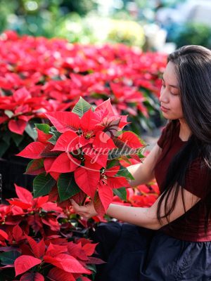 Hoa Trạng Nguyên Tết