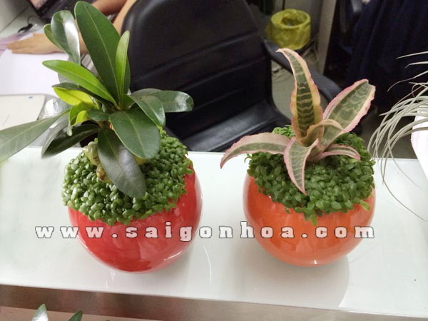 may man hong phung 2