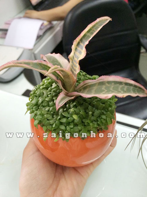 may man hong phung 3