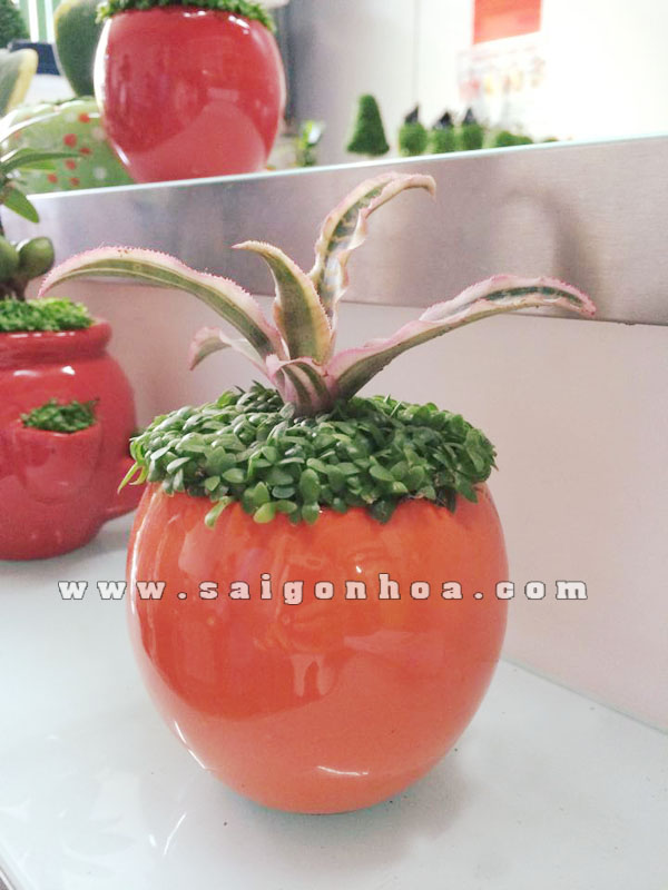 may man hong phung 4