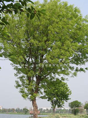 Cây Nhạc Ngựa