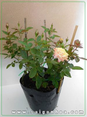Cây Hoa Hồng Tỉ Muội Đổi Màu