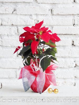 Hoa Trạng Nguyên Giáng Sinh