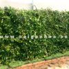 Tường cây gừa - vẻ đẹp độc đáo cho hàng rào nhà bạn