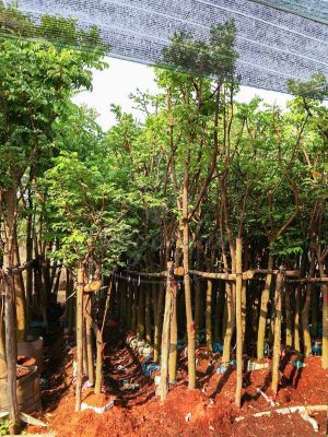 Cây Khế Trồng Sân Vườn