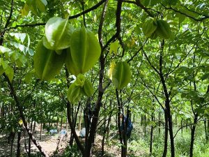 Cây Khế Trồng Sân Vườn