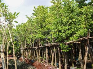 Cây Khế Trồng Sân Vườn