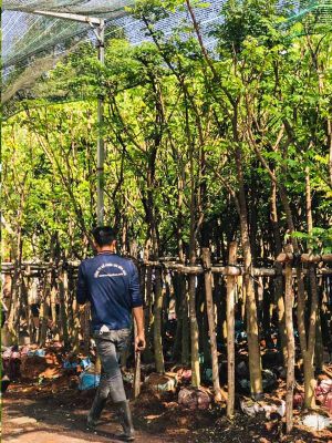 Cây Khế Trồng Sân Vườn