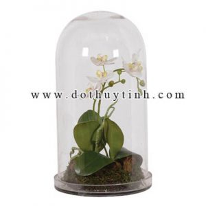 binh thuy tinh long ban