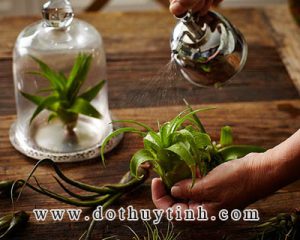 binh thuy tinh long chim 2