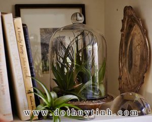 binh thuy tinh long chim