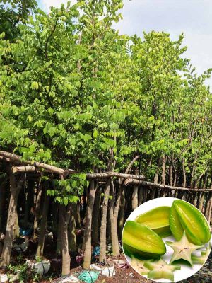 Cây Khế Trồng Sân Vườn