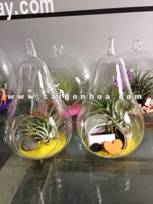 Cây Không Khí Chậu Thuỷ Tinh Quả Lê