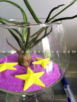 Cây Không Khí Ly Cocktail