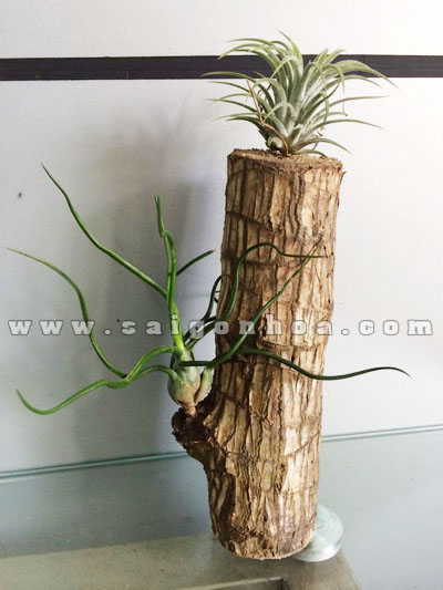 cay khong khi nhan sam