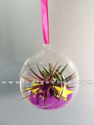 Cây Không Khí Quả Cầu Thủy Tinh 2