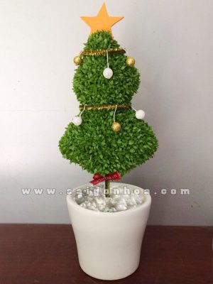 Cây May Mắn Cây Thông 2 Tầng