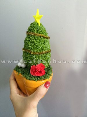 Cây May Mắn Cây Thông Noel Chậu Trái Tim