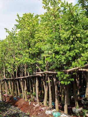 Cây Khế Trồng Sân Vườn