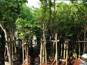 Cây Khế Trồng Sân Vườn