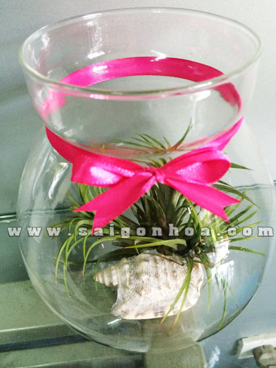 lo mut khong khi jam