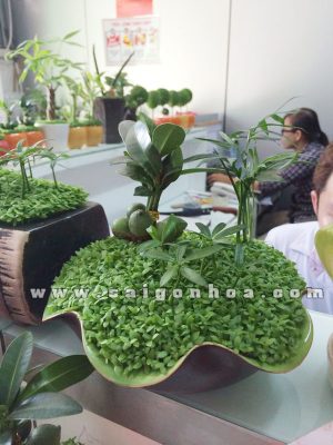 Tiểu Cảnh Cây May Mắn Tài Lộc Chậu Lá Sen