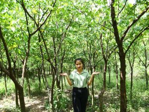 Cây Khế Trồng Sân Vườn