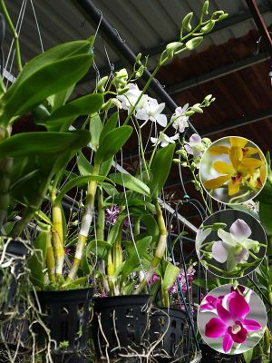 Lan Dendro Sonia Các Màu