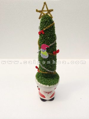 cay-may-man-cay-thong-noel-loai-lon-4
