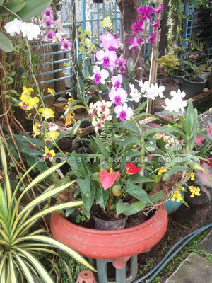 Lan Dendro Màu Ghép Gốc Cây Nhỏ