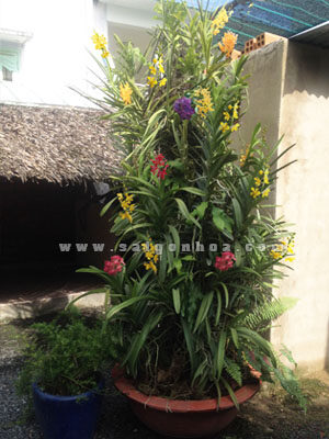 Chậu Lan Mokara Ghép Gốc Cây