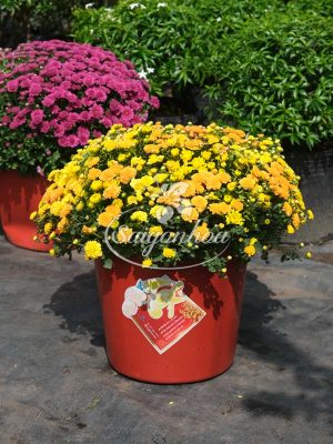 Cúc Mâm Xôi Màu Cam Vàng