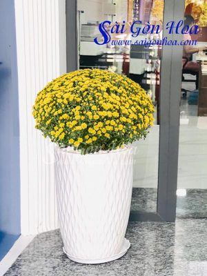 Cúc Mâm Xôi Chậu Đứng
